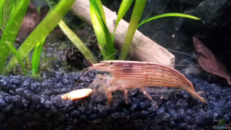 Molukken Fächergarnele (Atyopsis moluccensis) von Newbie (57)