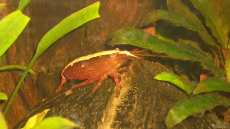 Molukken Fächergarnele von bobbyfee (10)