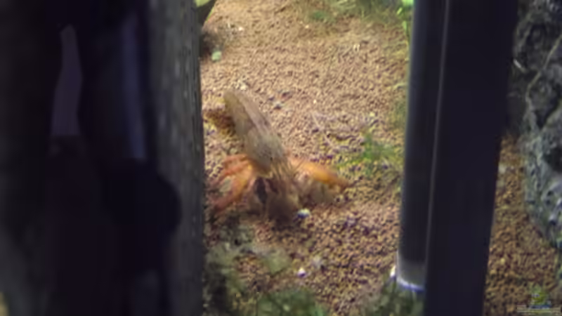 Molukken-Garnele von Dr. Manhattan (36)