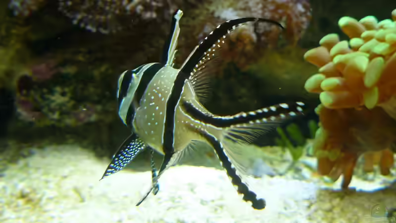 Molukken Kardinalbarsch - Pterapogon Kauderni von Truthahnmann (95)