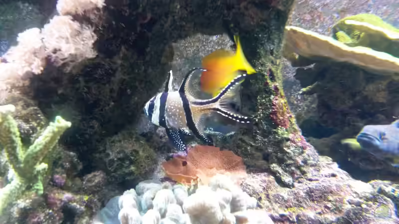 Molukken Kardinalbarsch von Truthahnmann (49)