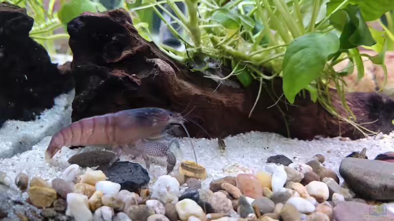 Molukkengarnele  von Bea Krings (5)