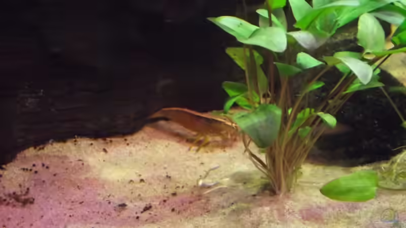 Molukkengarnele von Dr. Manhattan (50)