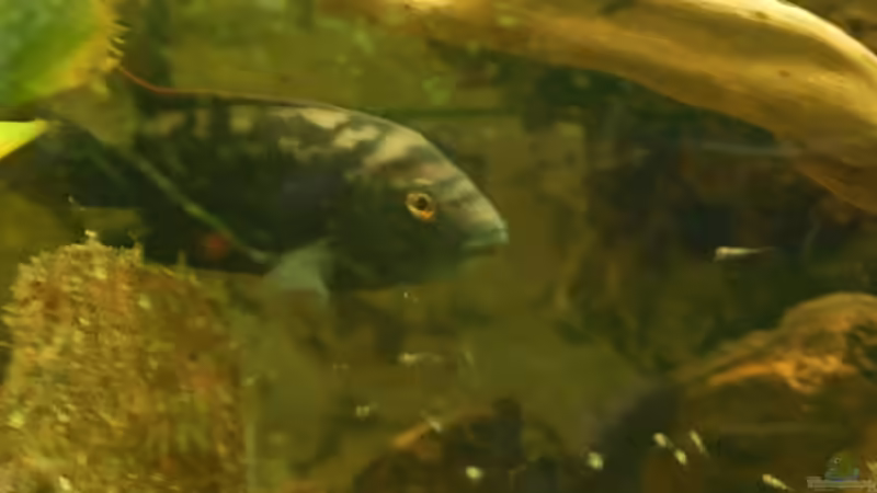 Mom mit Jungfischen 220710 von ml69 (20)