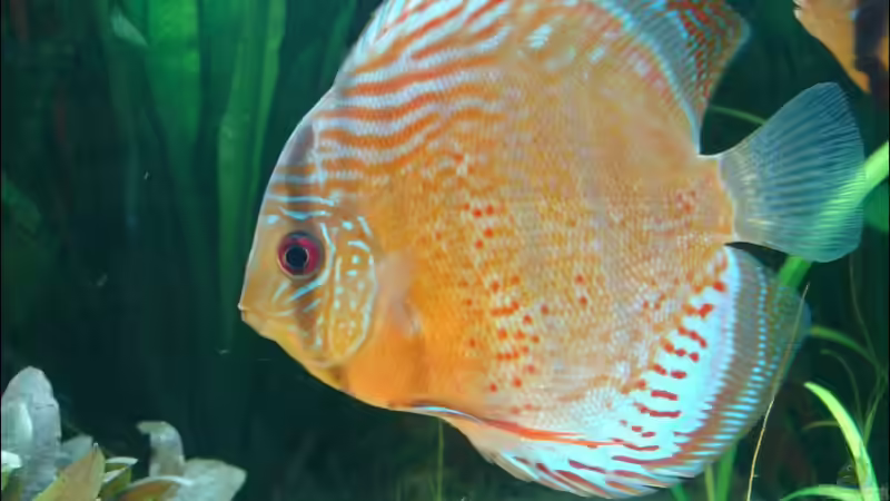 momentan der Chef von Thomas Graf (41)