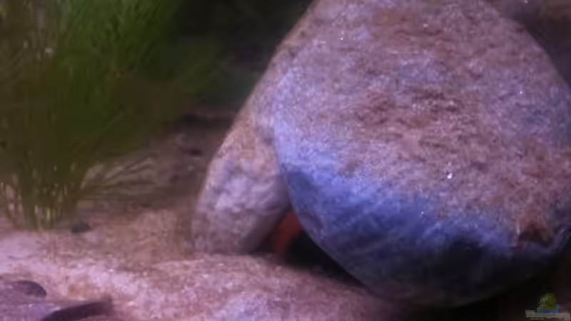 momentan die begehrteste Höhle ;D von Exotist (5)