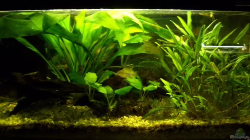 momentane ansicht von Julian Garnisch (1)