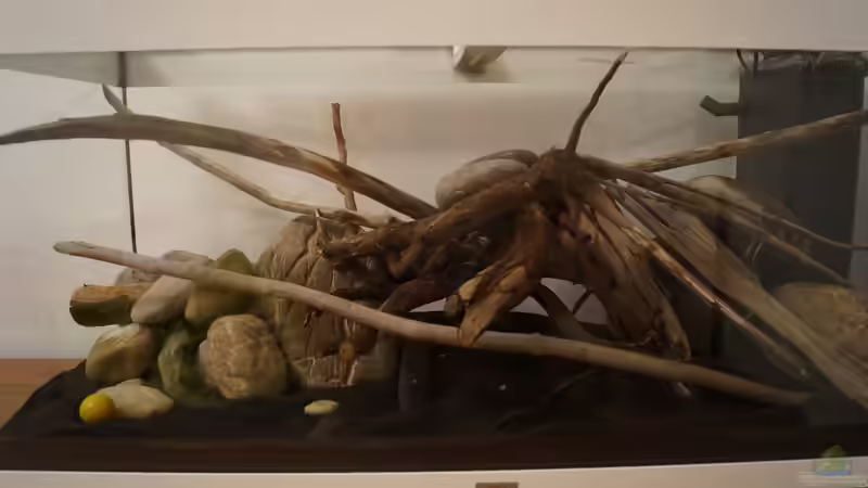 momentane Gesamtansicht ohne Wasser von Rootsman (2)