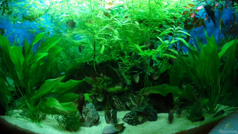 Monat Nr3 von Malphite (7)