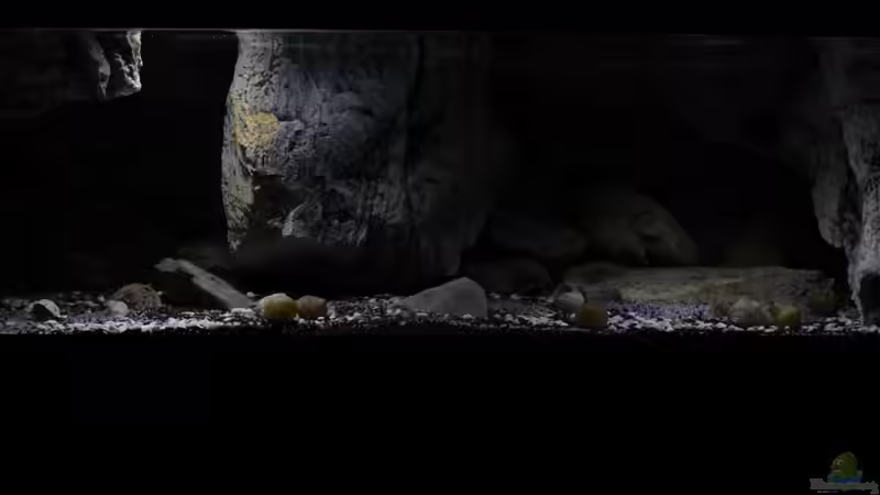 Monatssieger im Oktober 2013 mit dieser Gestaltung von The Pictus catfish (18)