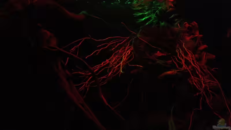 Mondaufgang,ein Blick durch das Blätterdach,wie in der Natur!! von Florian Bandhauer (34)