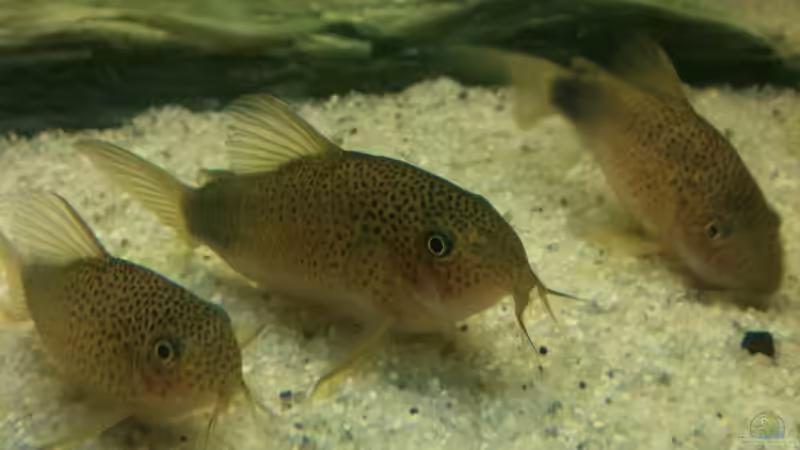 Mondfleck-Panzerwelse von Red Belly (9)