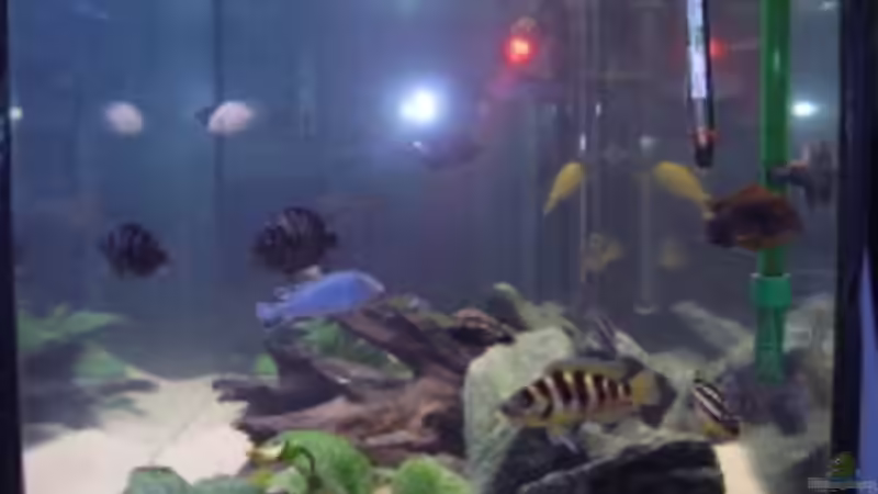 Mondlicht + normale Beleuchtung von rechts von LaChica (2)