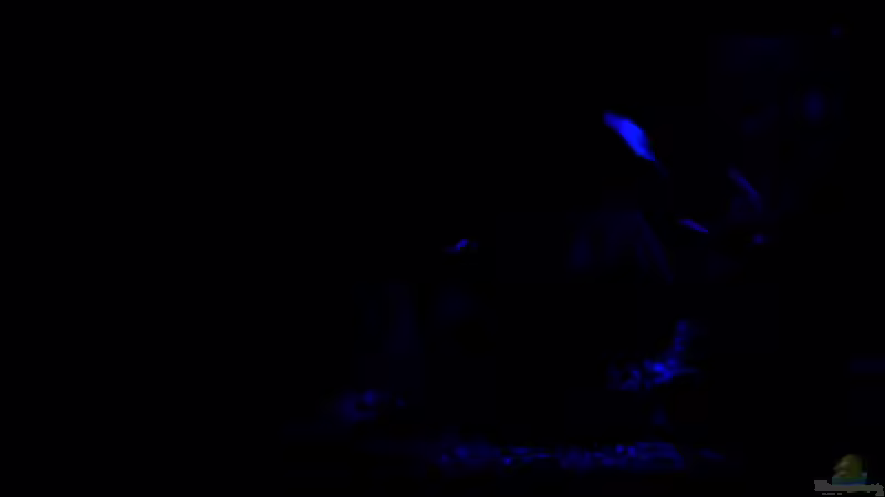 Einrichtungsbeispiele für Aquarien mit LED-Mondlicht