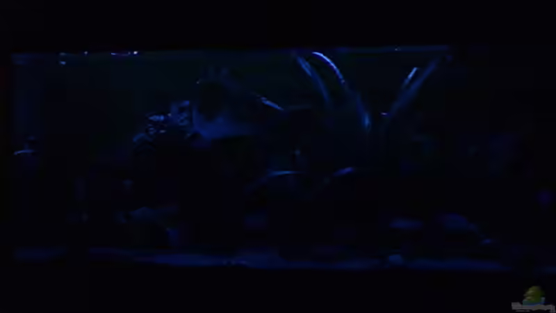 Mondlicht. von Bulldog1112 (25)