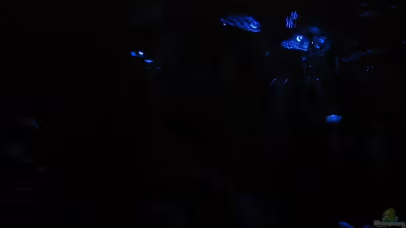 Mondlicht  von Dennis Klusmann (2)