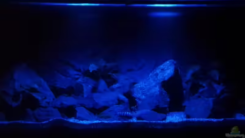 Mondlicht  von Guido Studtrucker (14)