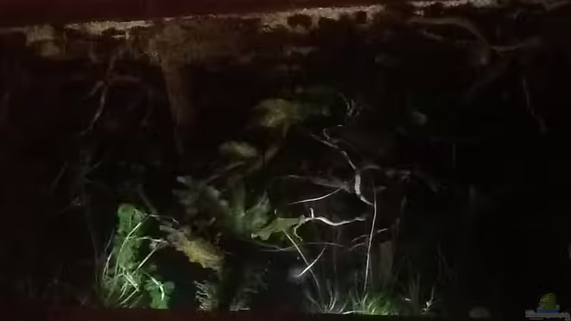 Mondlicht  von Jemafa (2)