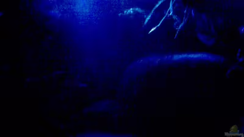 Mondlicht  von Michael Geigel (6)