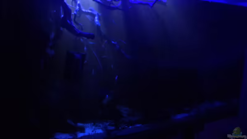 Mondlicht  von Raven887 (4)