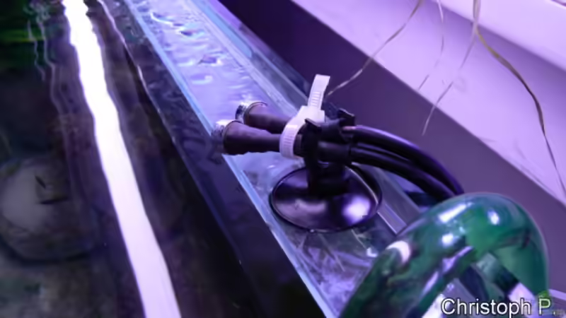 Mondlicht 1 von gruengold (11)