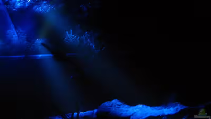 Mondlicht 1 von Marco B. (6)