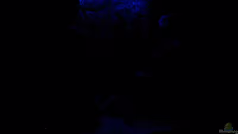 Mondlicht #2 von Deutschmaschine (7)