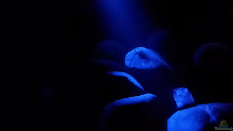 Mondlicht 2 von FrankenWasser (4)