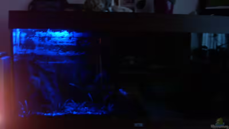 Mondlicht (20 LED) von @quarium Cologne (68)