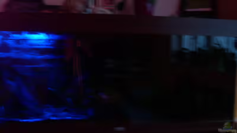 Mondlicht (20 LED) von @quarium Cologne (70)