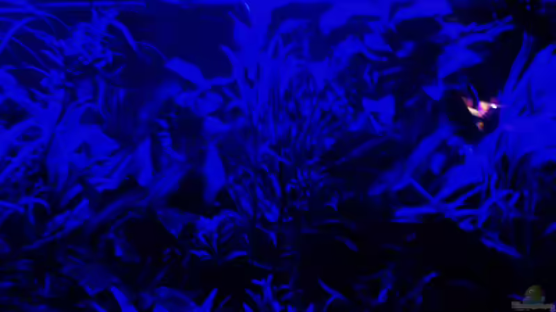 Mondlicht (22.02.2018) von Reiner Dr. Med. Jesse (6)