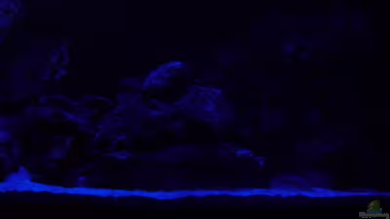 Mondlicht 26.02.2014 von DER YBBSTALER (15)