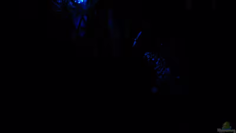 Mondlicht ab 22.00 Uhr. von Daniel Gauthier (6)