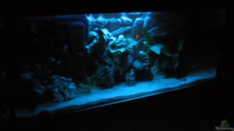 Mondlicht Aquarium von Robert Malcharczik (2)