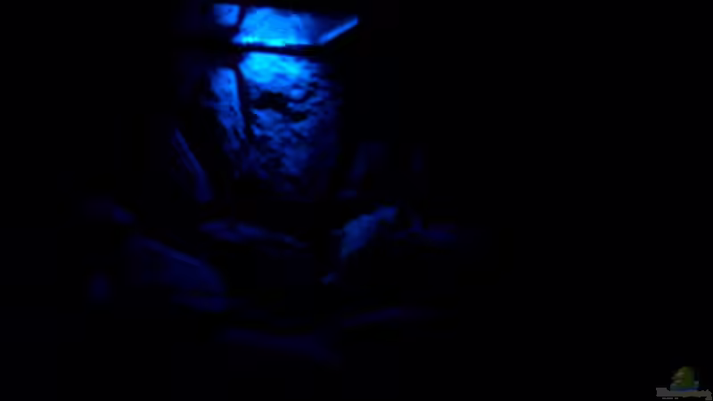 Mondlicht bei Nacht, ohne weitere Lichtquelle von Robert Dietrich (21)