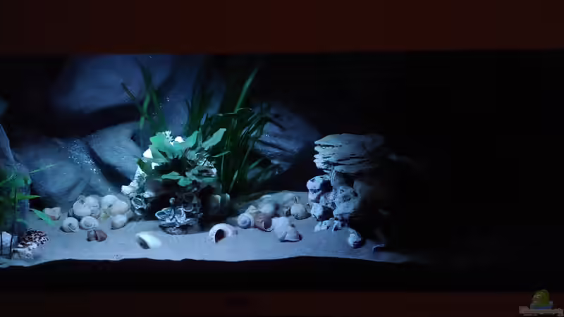 Mondlicht bei Vollmond von Shayla (28)