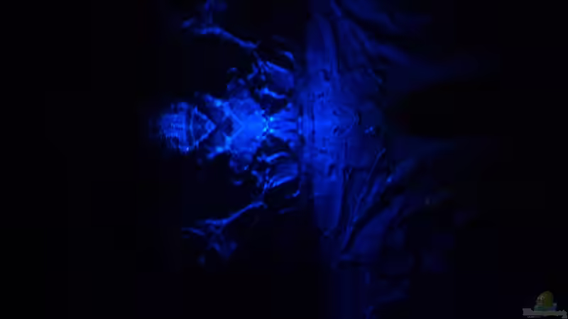 Mondlicht blau von Michael Boeck (39)