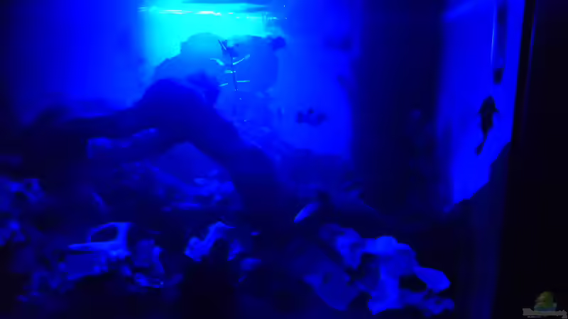 Mondlicht (Blaue_LED) von Papili (10)