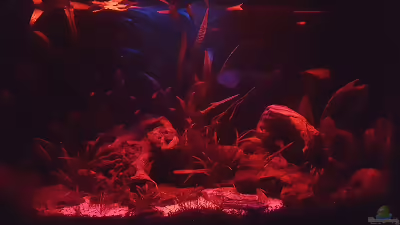 Mondlicht dimmt sich langsam ins Abendbrot  von painless Tdb-music (4)