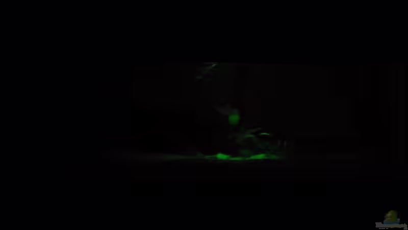 Mondlicht (gedimmt Stufe 4 von 10) von lumpi (8)