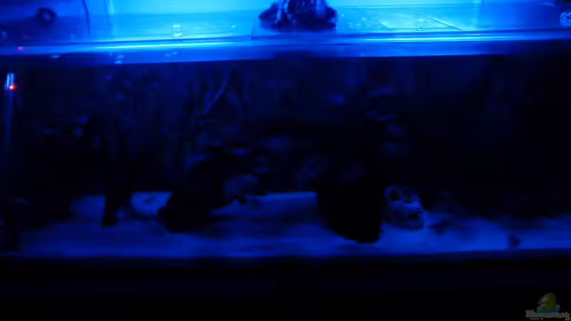 Mondlicht im Becken.Ist normalerweise etwas mehr runter gedimmt! von Zugbremser72 (4)