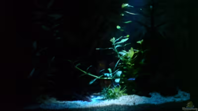 Mondlicht im Eigenbau von bjoern (4)