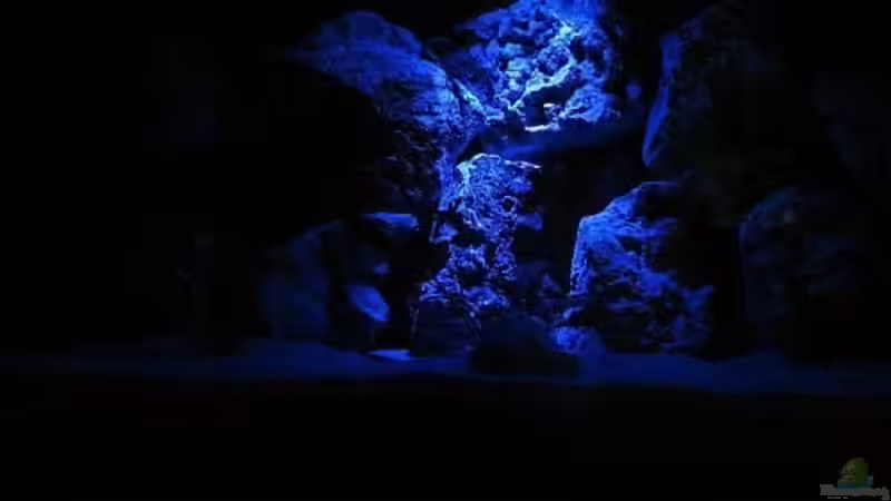 Mondlicht im Tanganjika Becken von Michael Leist (2)