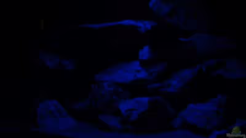 Mondlicht ist eigentlich etwas heller von Andreas Gassner (7)