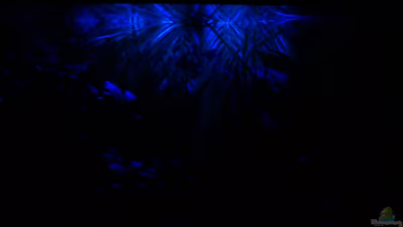 Mondlicht LED Beleuchtung von Biffty (10)