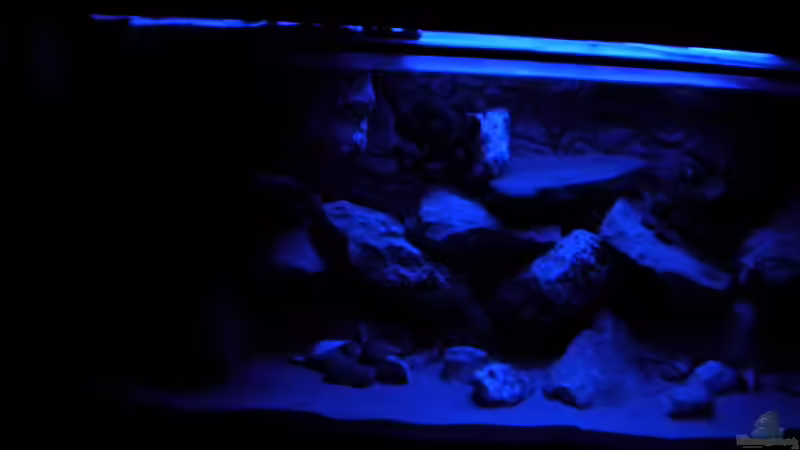 Mondlicht links alt von Herki (7)