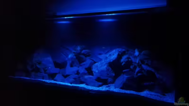 Einrichtungsbeispiele für Aquarien mit LED-Mondlicht