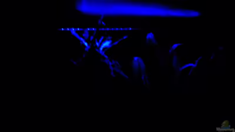 Mondlicht (mußte leider wieder entfernt werden) von Opodeldok (28)