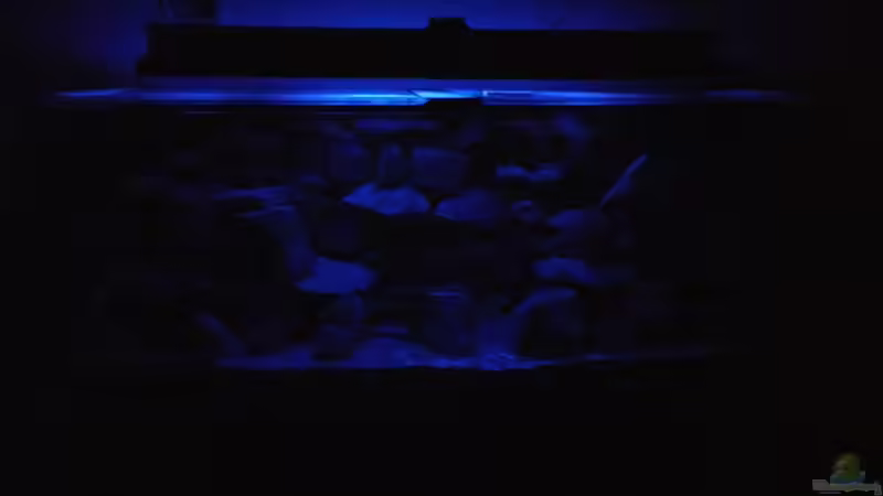 Mondlicht nach runterfahren der Hauptbeleuchtung am Abend  von Wasserfest ;-) (9)