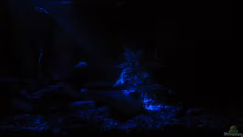 Mondlicht ohne Strömer von gomtuu (2)